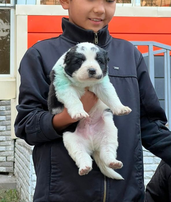 Алабай щенки Тобет САО
