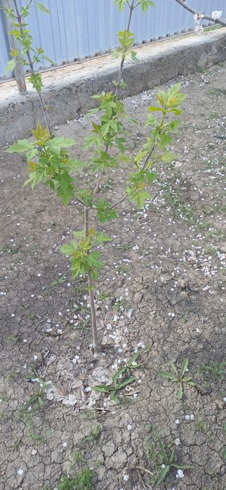 Жас көшеттер бар арзан багада