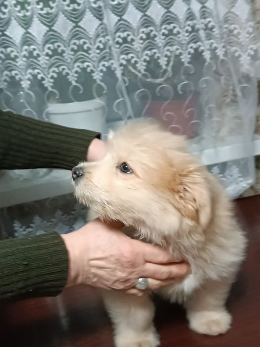 Щенята г.Караганда помесь с часу чау