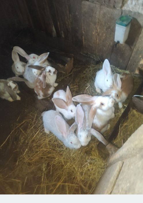 Vând iepurași și o iepuroaica