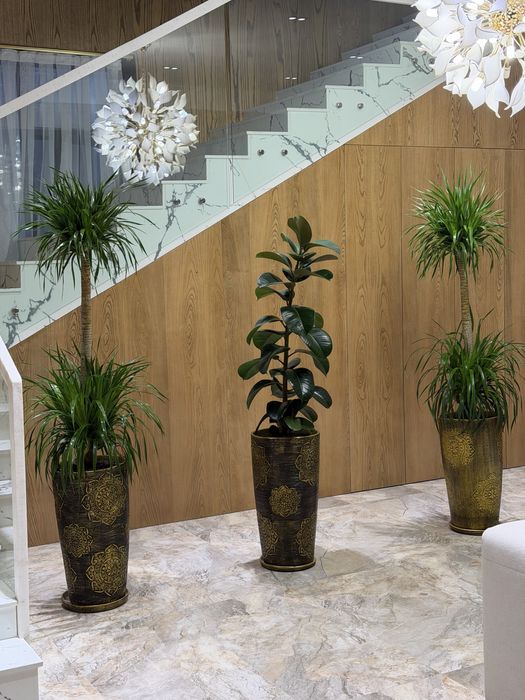 Комнатные цветы с доставкой, Декоративные растения в горшках