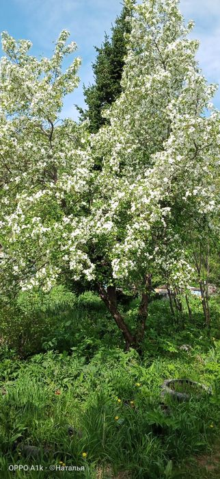 Мёд разнотравие, очень вкусный, 3500 за литр.