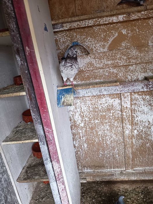 Vând kingi 1 pereche maturi și 2 perechi pui 2025