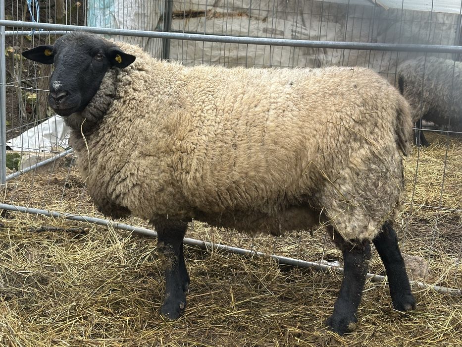 Berbec sufolk de 2 ani