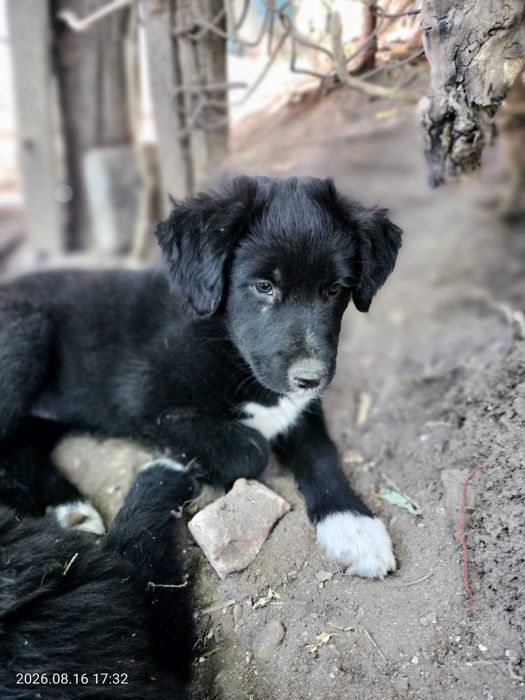Donez catelusi pentru adoptie - in Cluj-Napoca si zonele limitrofe