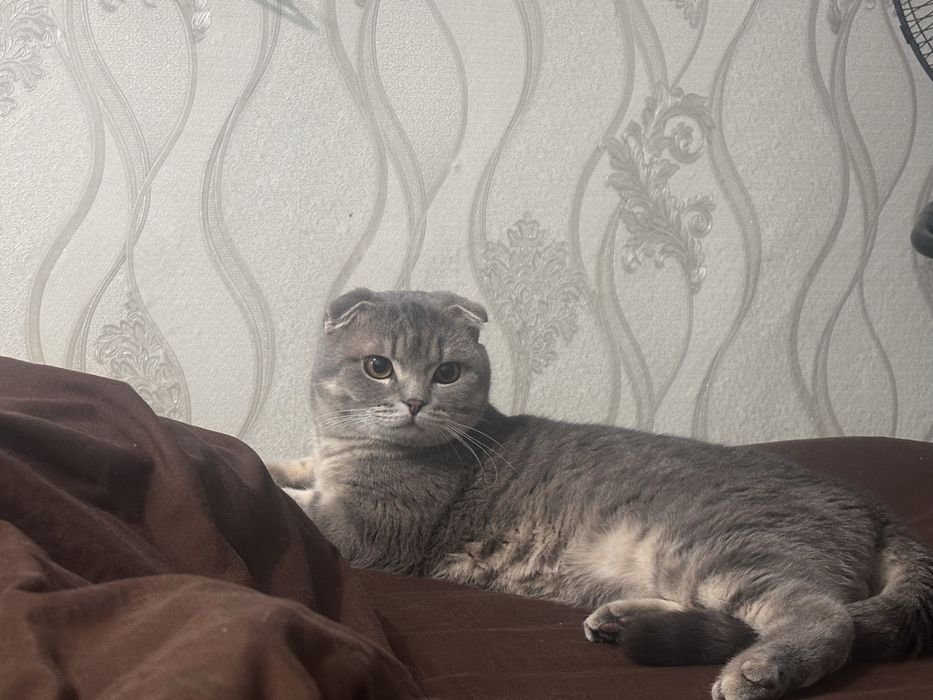 Вязка шотланский-вислоухий кот