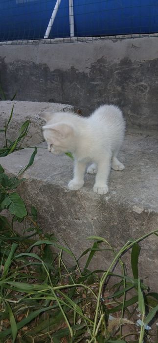 Продаются котята больше 1,5 месяца