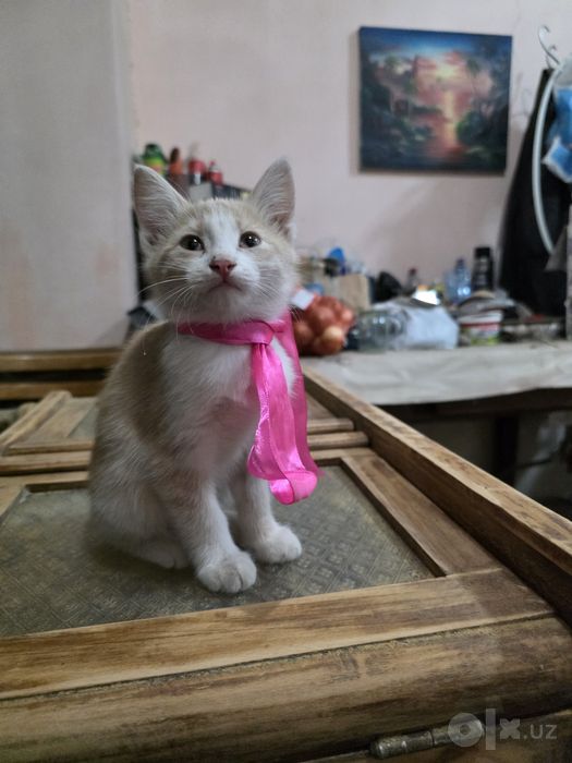 Персиковый котёнок бесплатно, мальчик