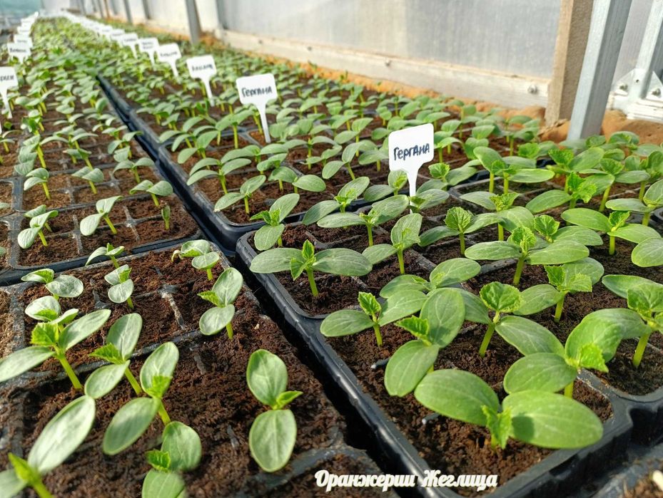 Разсади за Домати, Краставици, Билки и Цветя