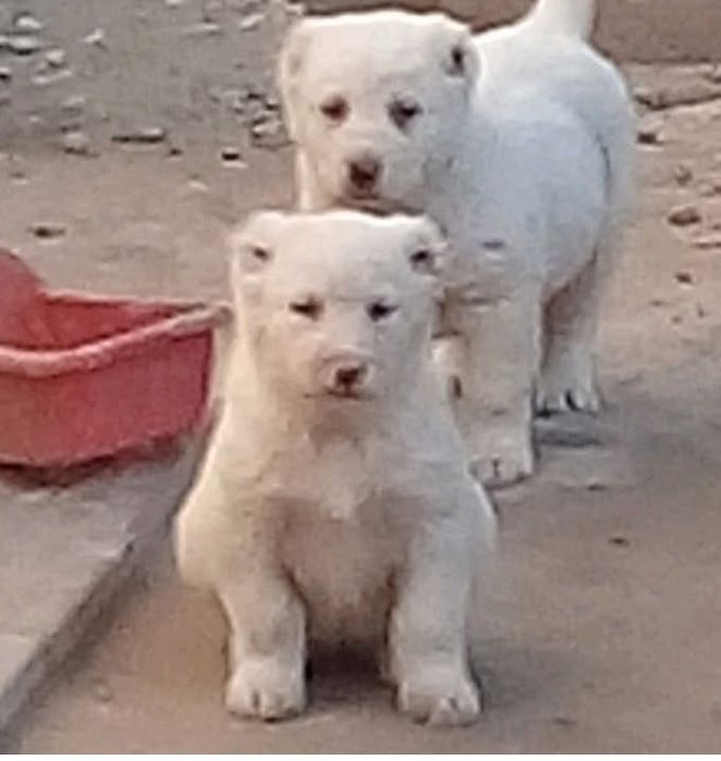 Alabay sotilad 2-ta erkak 1-ta ayol tel