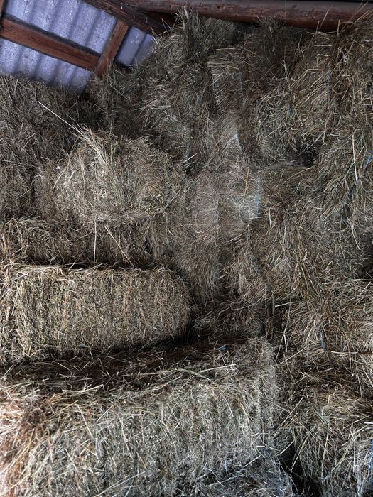 Baloti fan 2025 15lei/buc