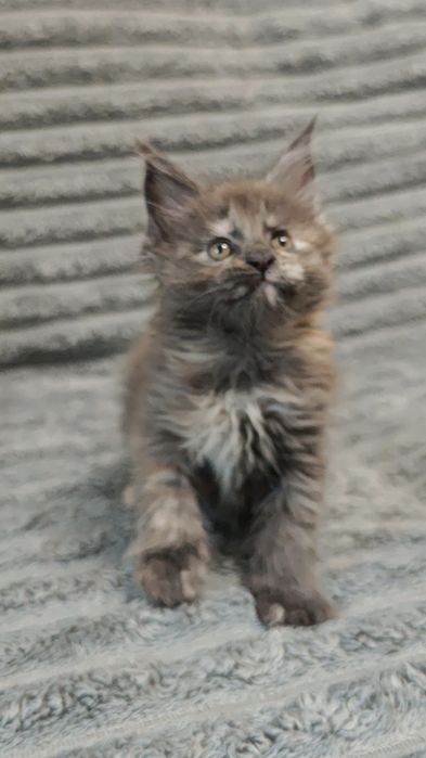 Пушистое счастье в ваш дом