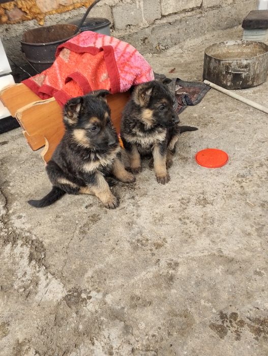 Овчарка немецкая .