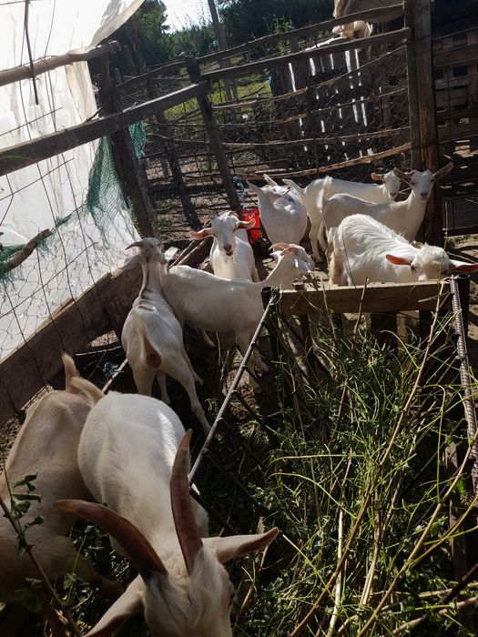 Se vinde 2 țapi și 4 edute pentru reproducție din mame bune de lapte  pret 400 lei bucata. Animalele se pot vede în Însurăței Brăila