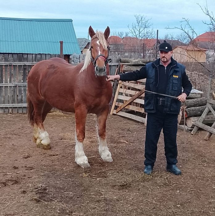 Se oferă spre vânzare iapa gestantă în vârstă de 3 ani