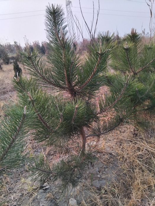 Archa ko'chatlari sotiladi