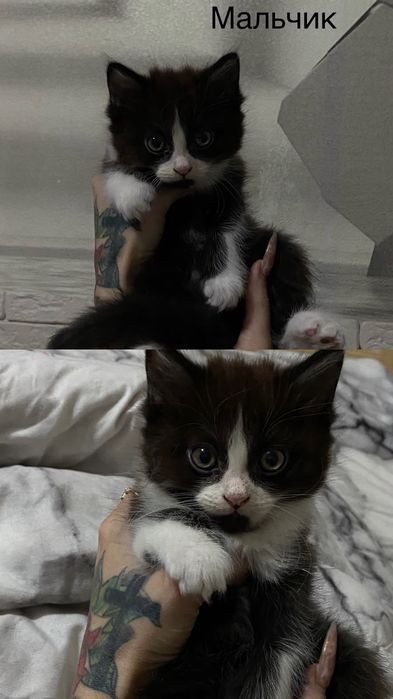 Отдам котят в хорошие руки