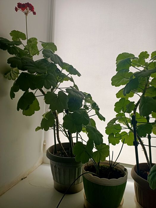 Продаю светы герань