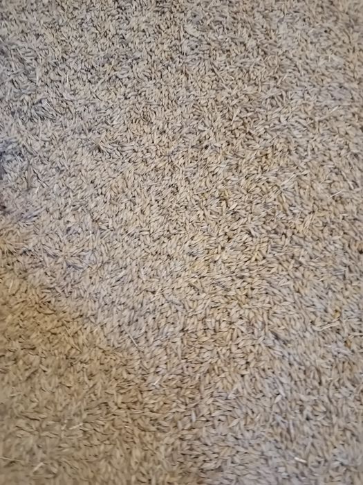 Orzoaica, floarea soarelui și griu