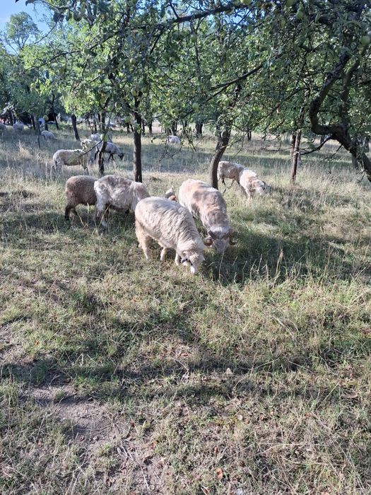 Vând oi mai multe detalii în privat