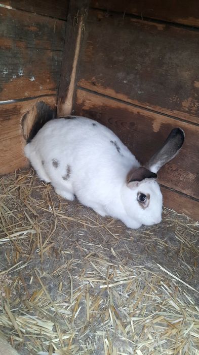 Iepurițe de vânzare