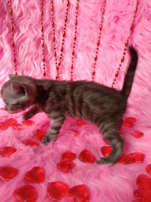 Остались 2 котят девочек шотландка+бенгал