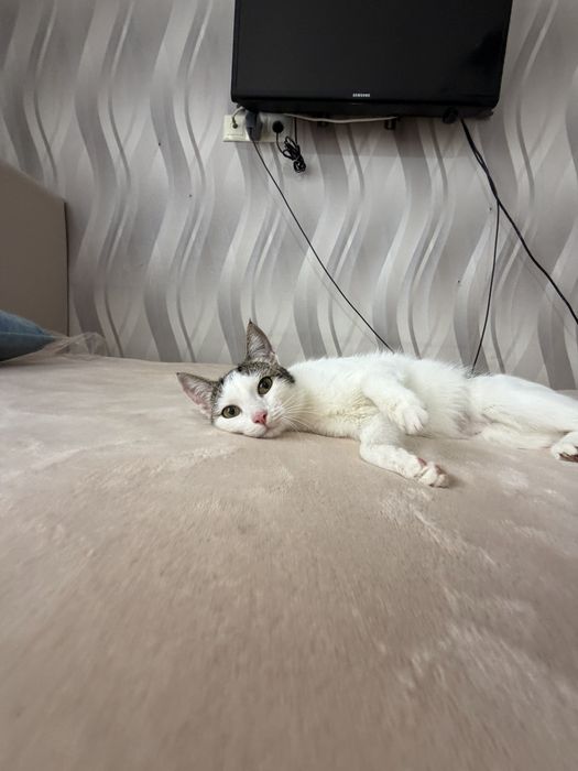 Кошка Лайма.. Стерилизована. 8 месяцев