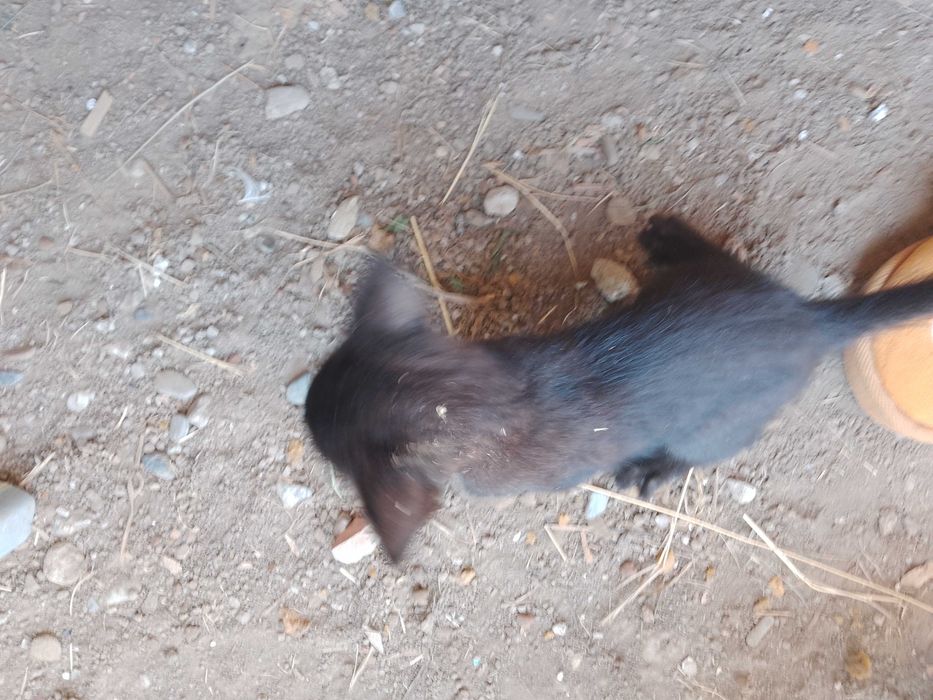 donez pisici micuti