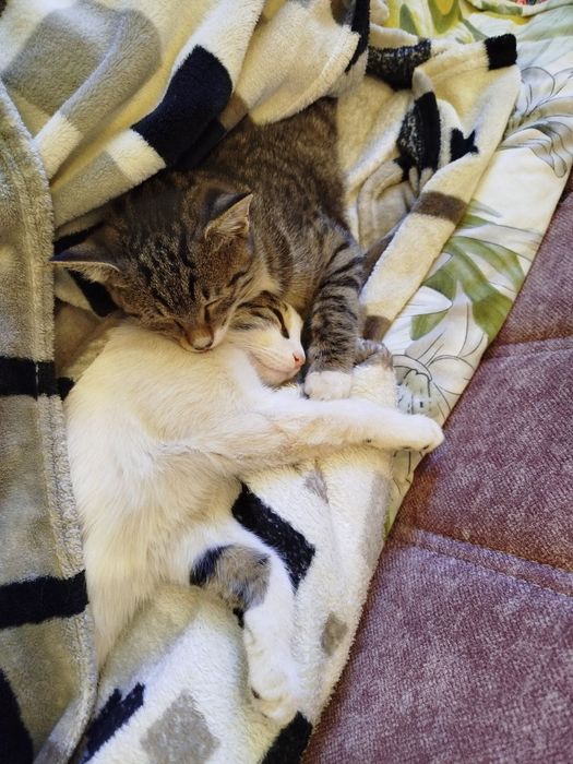 Кошки домашние. Отдам.