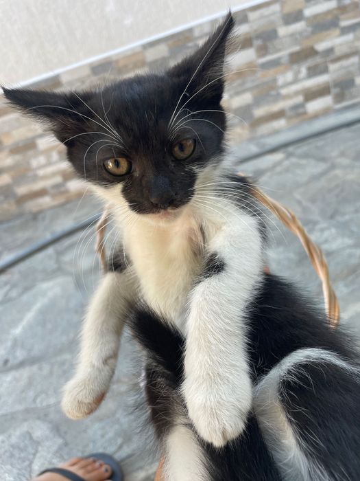 Подаряват се котенца