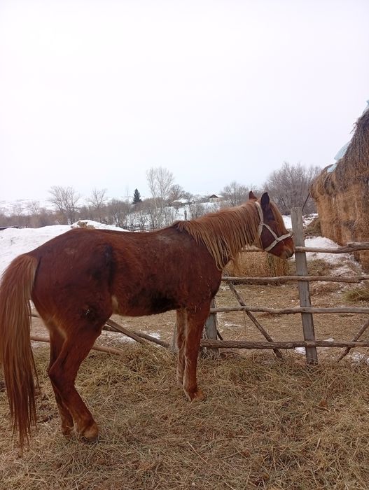Кобыла 4 года один раз жеребилась.