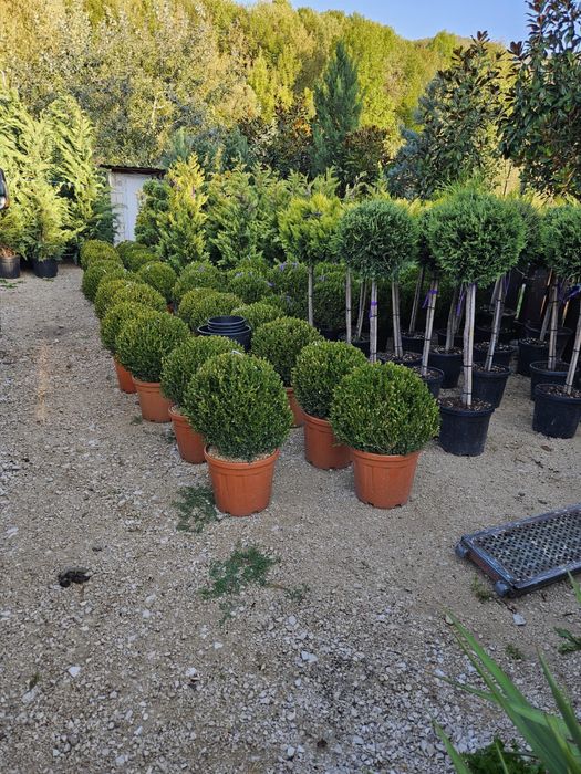 Vindem buxus, cryptomeria, euonymus glob