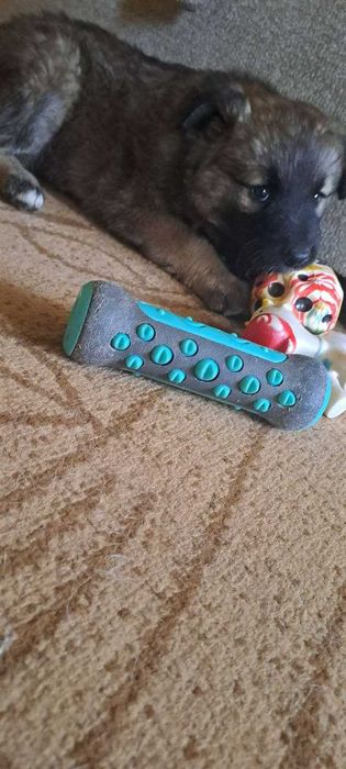 Щенок-девочка, добрая, ласковая ищет семью!