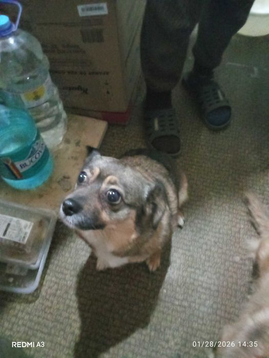 Dăruiesc câine Vizigothic Spitz