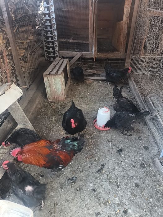 Oua de găini de rasa( sussex,leghorn,italiana galbena,potârnichile,maran ,araucana