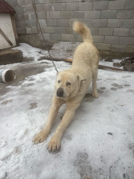 Продам сука течка идет срочно