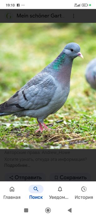 Жабайы Когершын голуби.