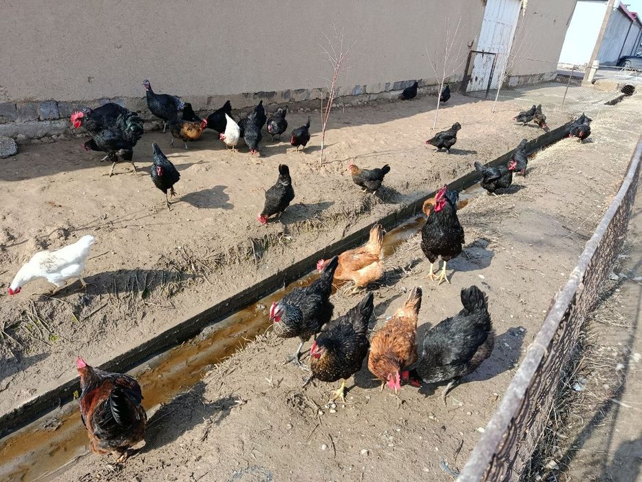 Damashniy Tuxum sotiladi