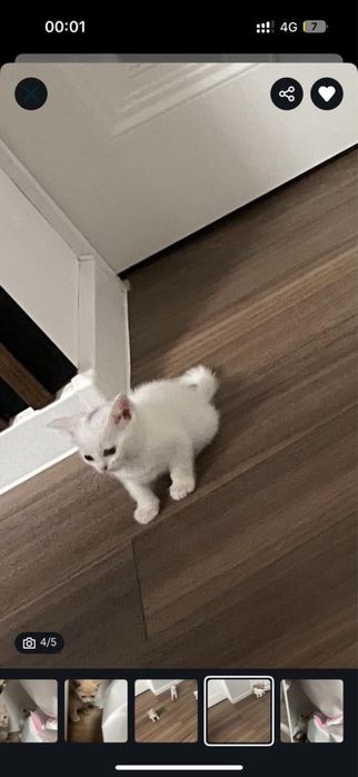 кошка послушный, хороший