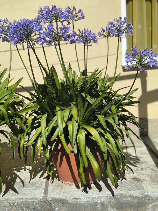 Vând Agapanthus deosebit (Floarea Dragostei) matur - vârstă 15 an