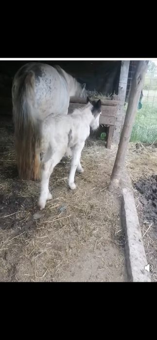 Gipsy gestanta pt hipoterapie si echitatie