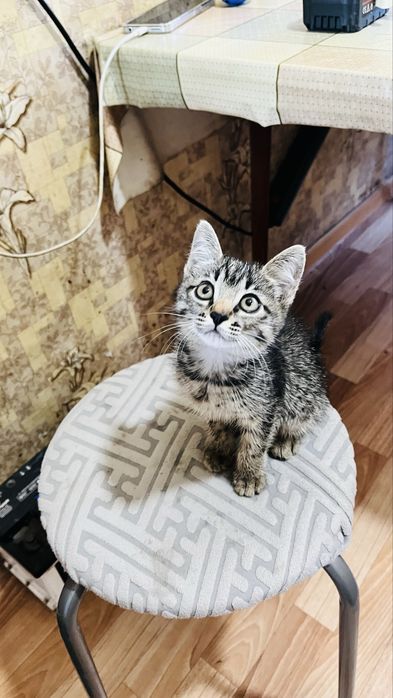 Отдам котенка.