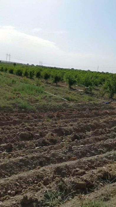 Мевали бог сотилади. .