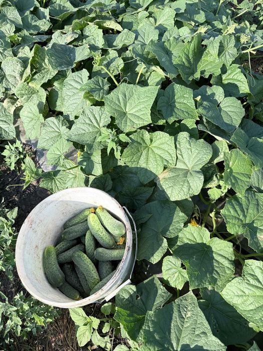 Продам местные огурцы с поля (г. Актобе)