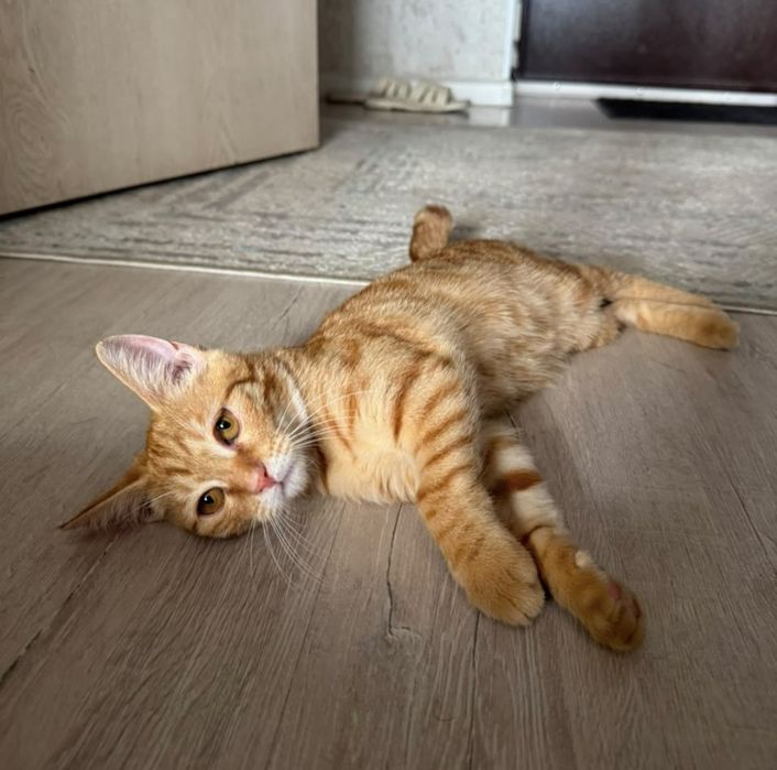 Ищет дом котёнок, девочка, 3 мес.