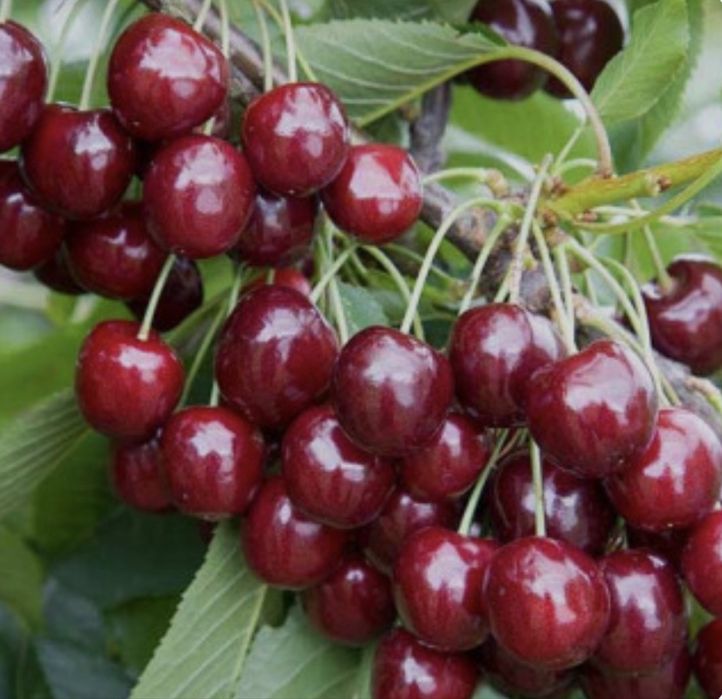 Cirese bio din gradina!
