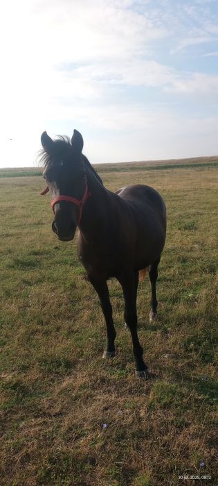 Vand manza.Are varsta de 2 ani !