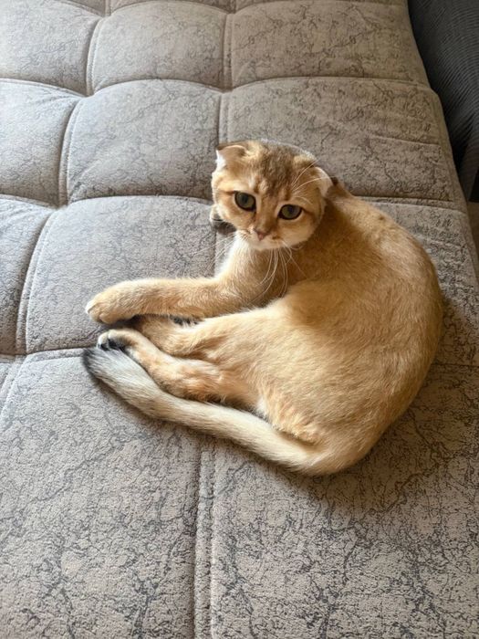 Продается шотландская вислоухая