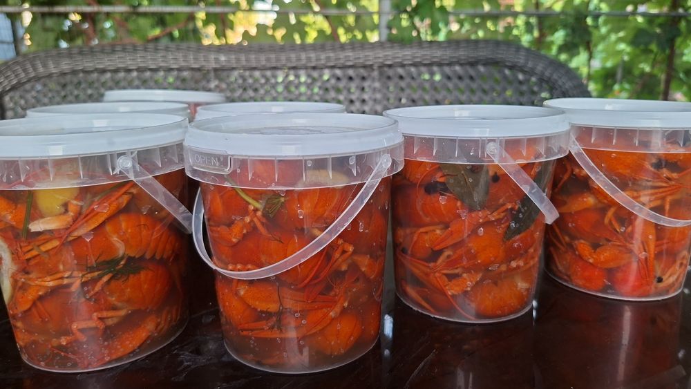 Раки живые и варёные