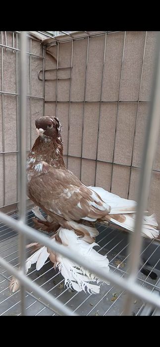 Продаётся гульбадам.